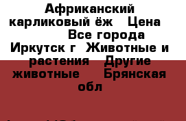 Африканский карликовый ёж › Цена ­ 6 000 - Все города, Иркутск г. Животные и растения » Другие животные   . Брянская обл.